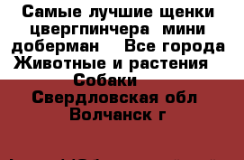 Самые лучшие щенки цвергпинчера (мини доберман) - Все города Животные и растения » Собаки   . Свердловская обл.,Волчанск г.